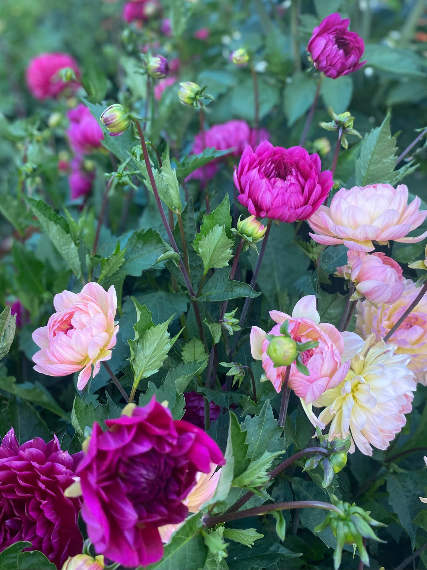 Sandia Nocturne (Limit 1)